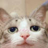加菲猫SF湾区摄影师