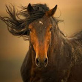wild horse