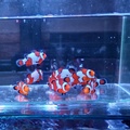 Clownfish Art