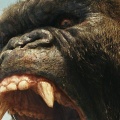 1 stoned ape