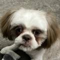 Stock_Pup