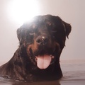 Maxxdog