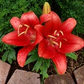 Letsreally