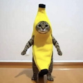 REALBananaCAT