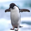 Penguin’