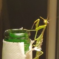 TheMantis