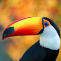 Toucan