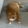 Fat ginger cat