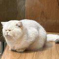 韭菜来啦快割