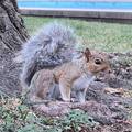 Squirrel 1